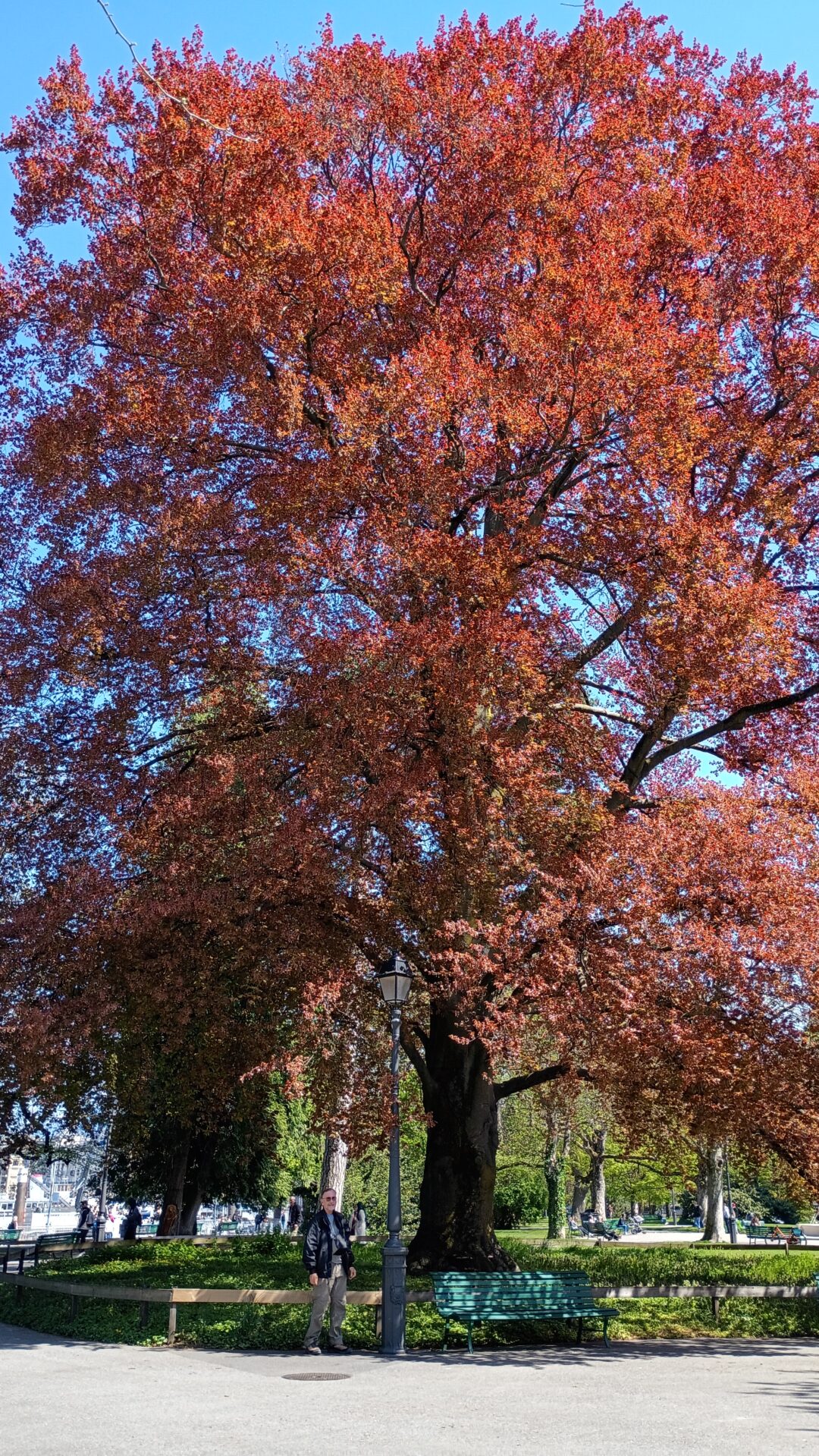 Árbol cerca del Jet d\’Eau