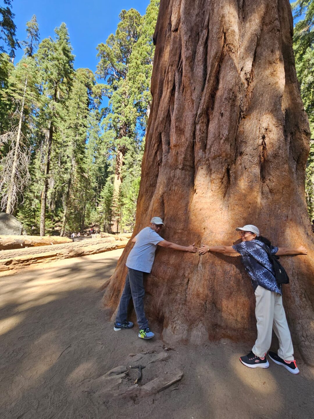 Abrazo al sequoya