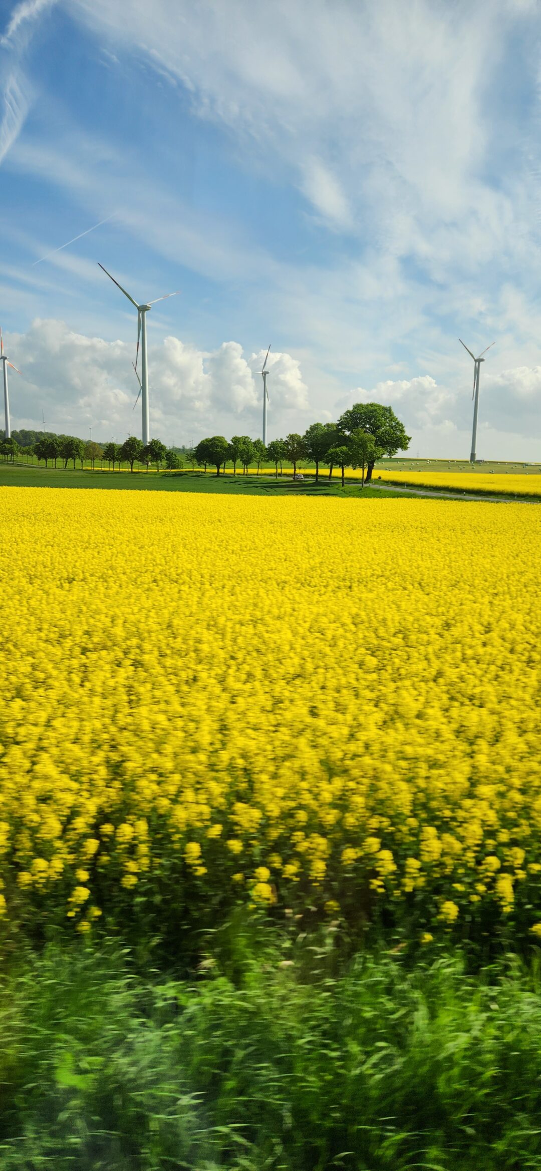 ACEITE DE CANOLA