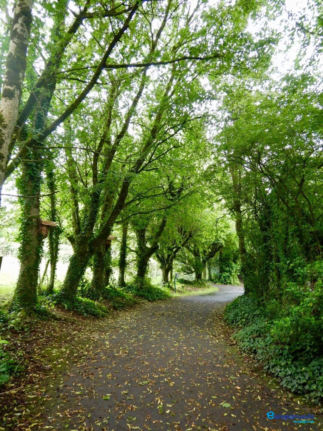 Castillo de Bunratty y el Parque Folclórico