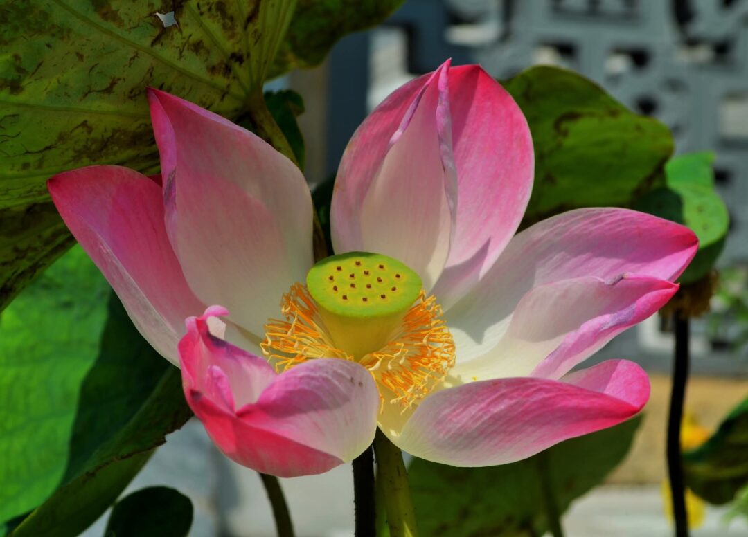 Flor de lótus