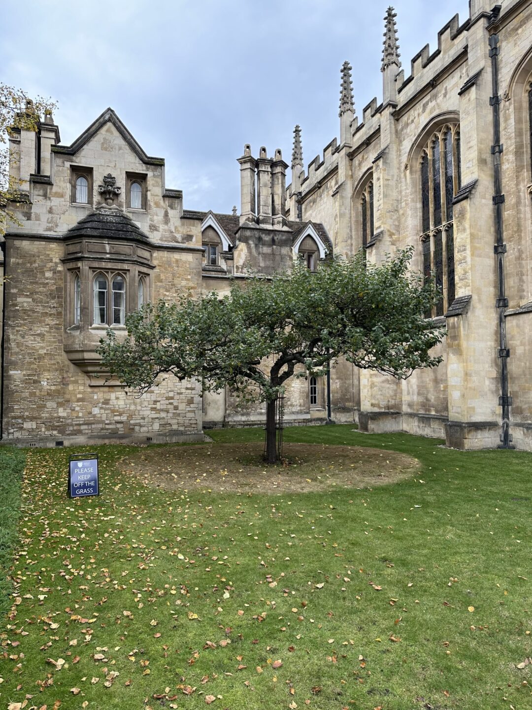 Manzano de Isaac Newton