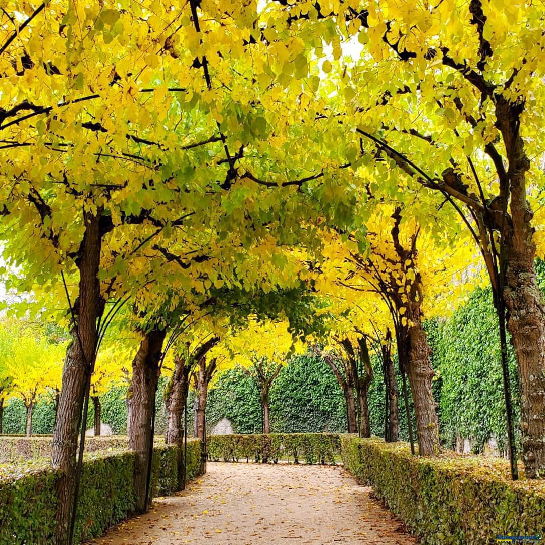Gardens at Wurzburg in the fall