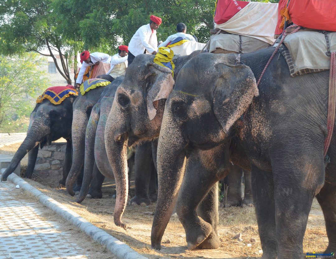 Tour de los elefantes en Jaipur
