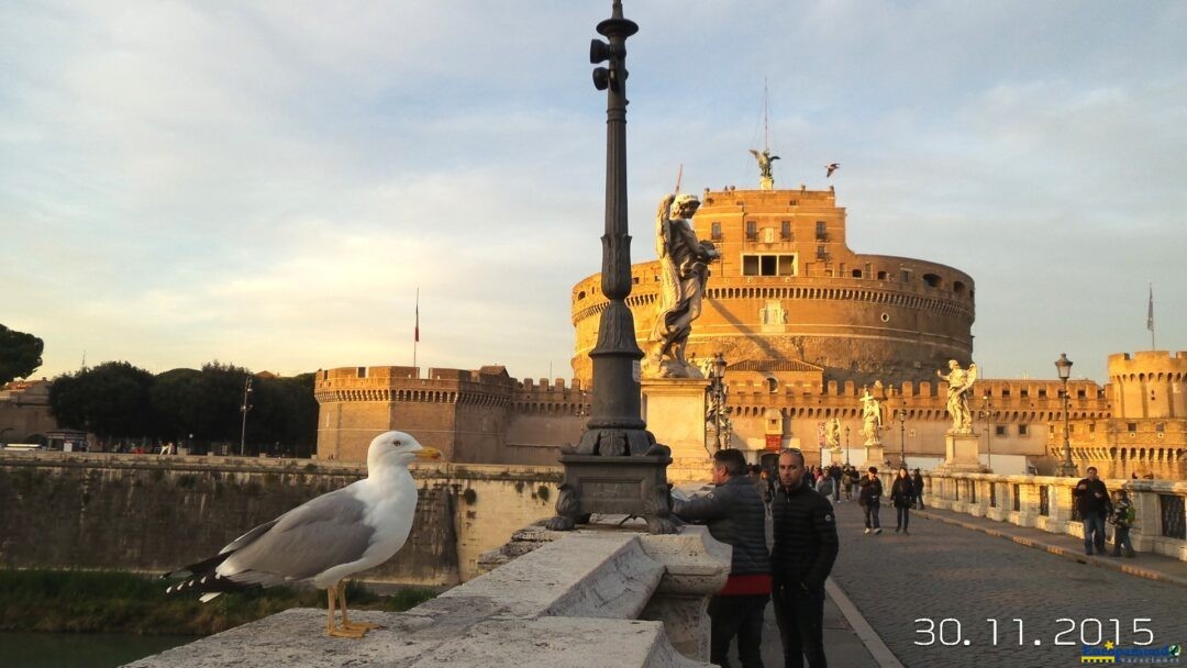 La gaviota y el castel de Sant’Angelo