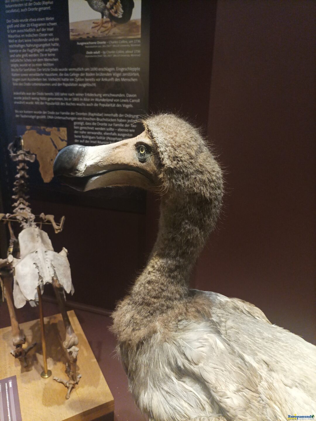 Museo de Historia Natural de Viena: Réplica del Dodo