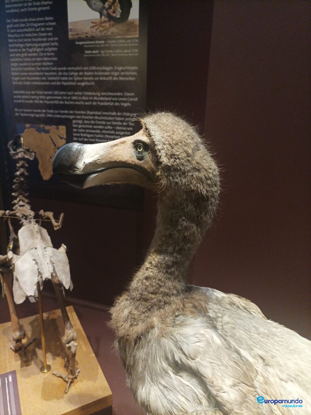 Museo de Historia Natural de Viena: Réplica del Dodo