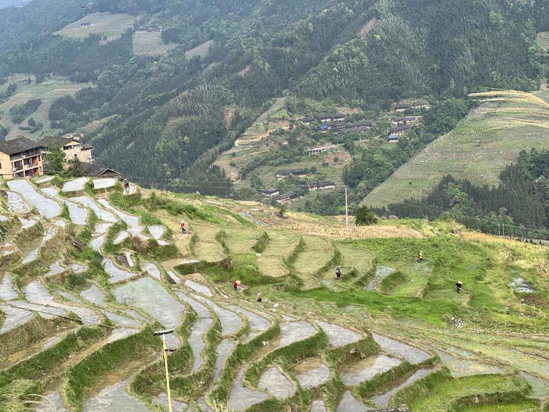 Las terrazas en Longji