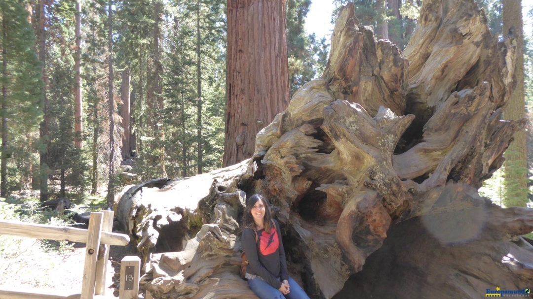 Gran Sequoya National Park