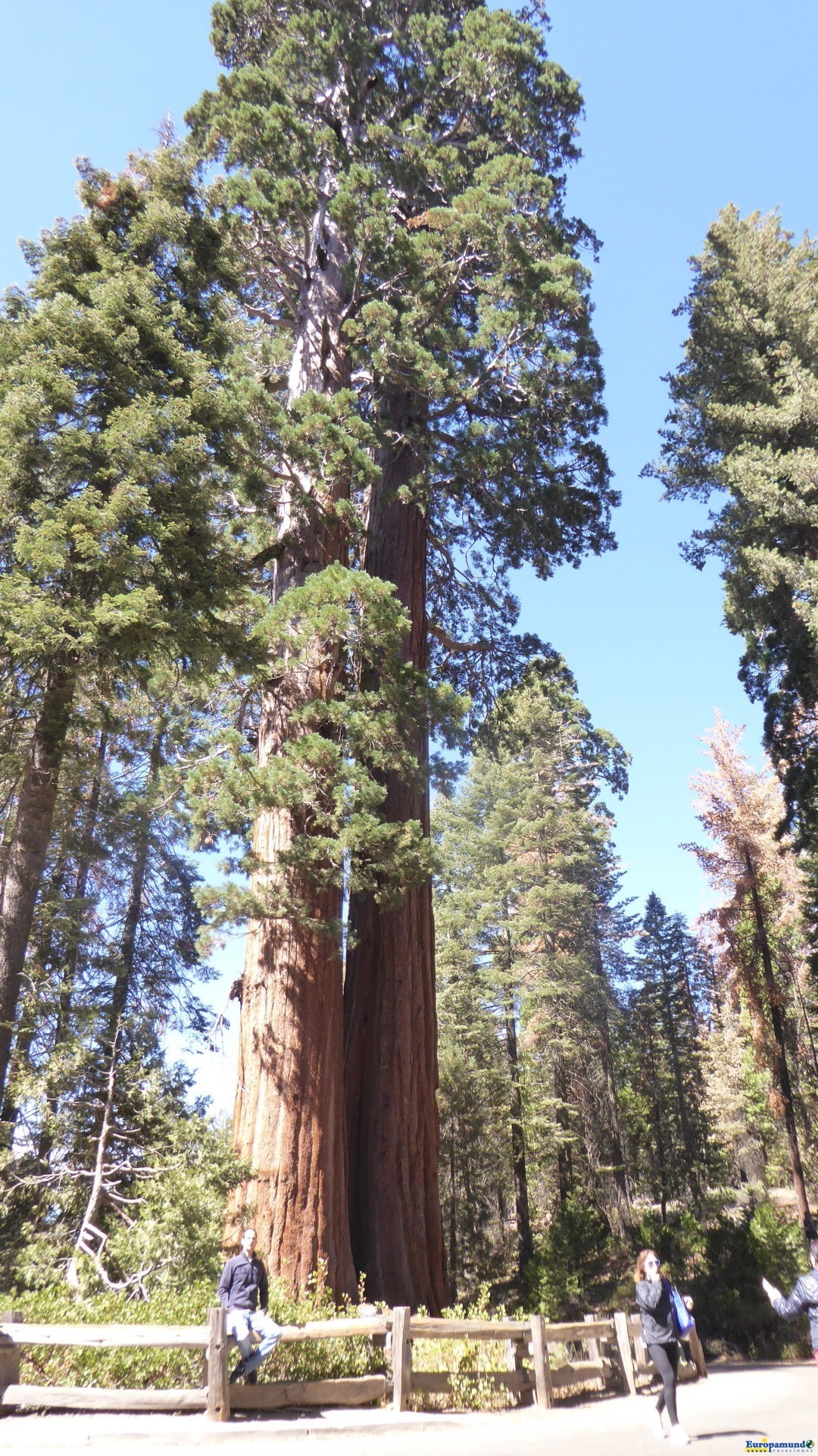 Gran Sequoya National Park