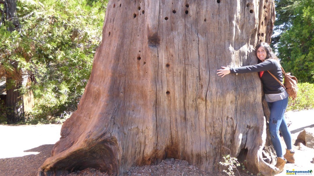 Gran Sequoya National Park