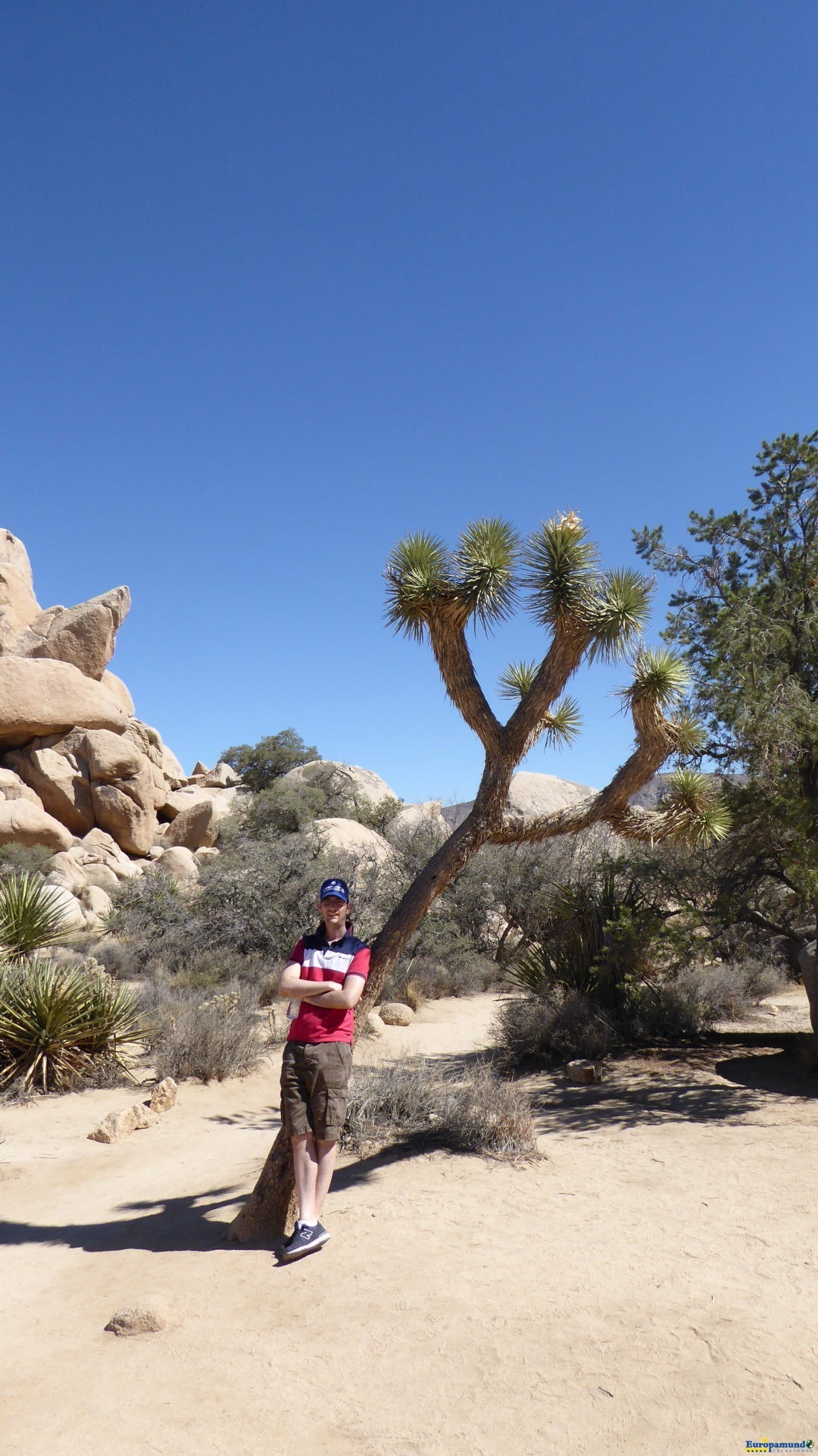 Joshua Tree