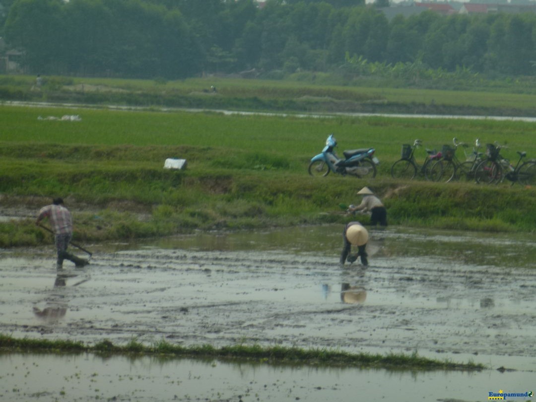 Campos de arroz