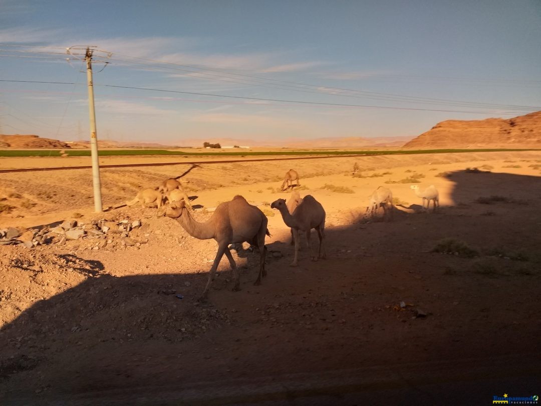 Camellos por el camino