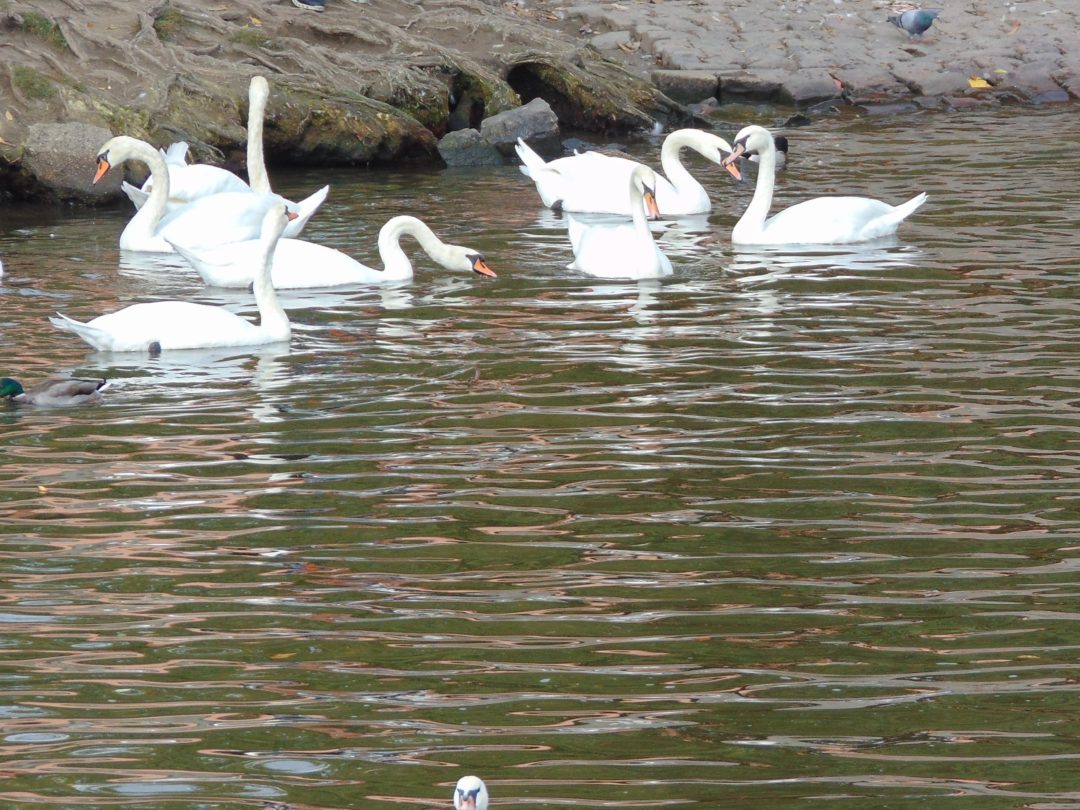 Cisnes del Río Havel