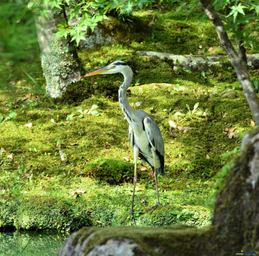 Garza japonesa