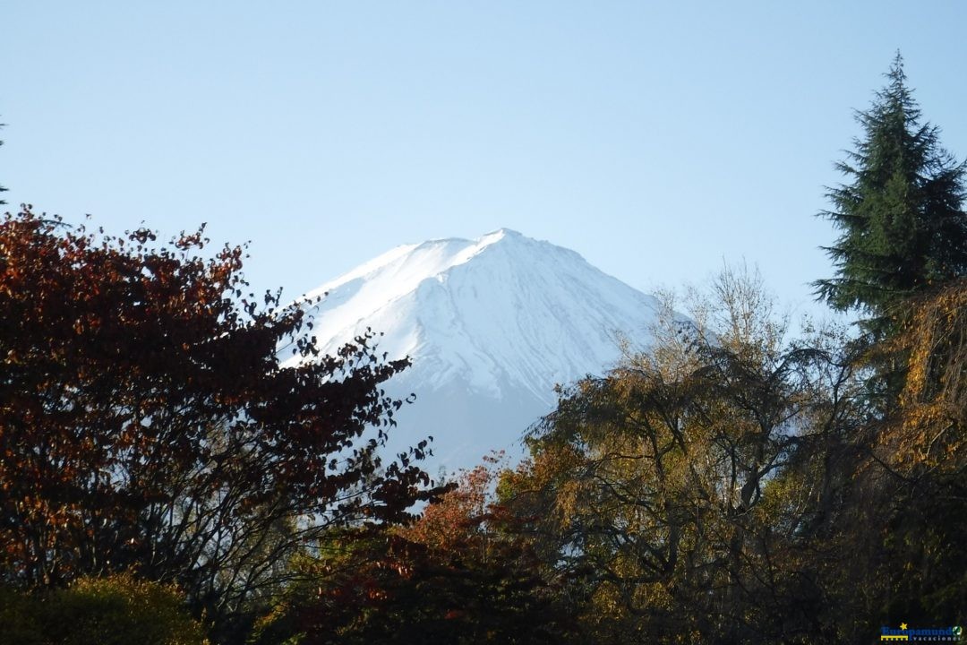 El Monte Fuji resguardado por los árboles