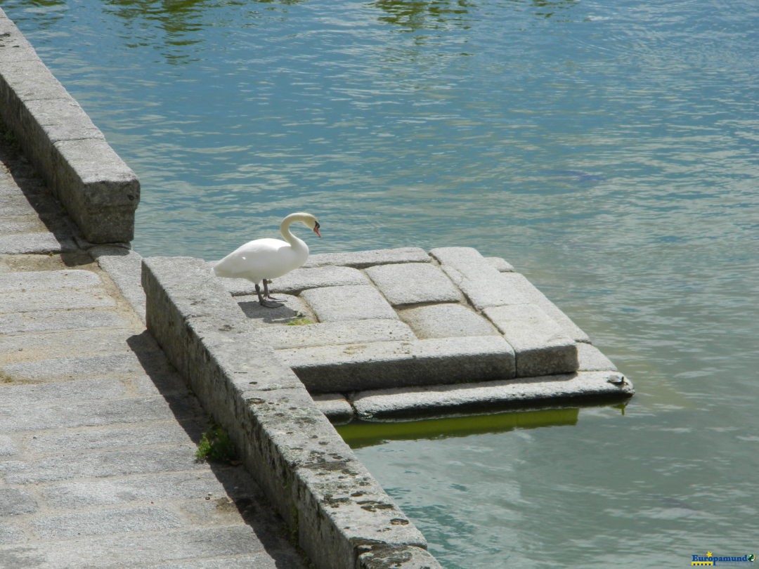 Cisne real de El Escorial