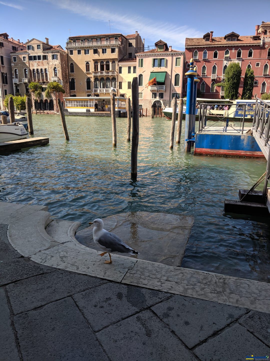 La palomita  y  yo  disfrutando  de  Venecia ,Italia .