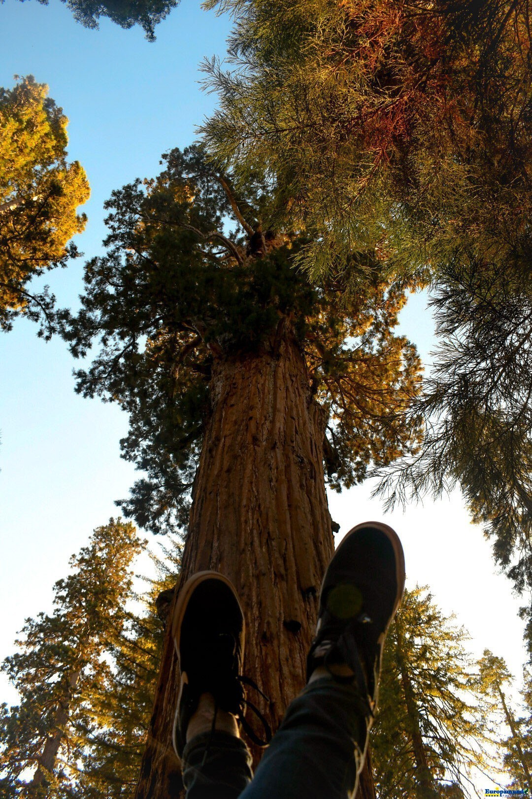 la gran sequoya