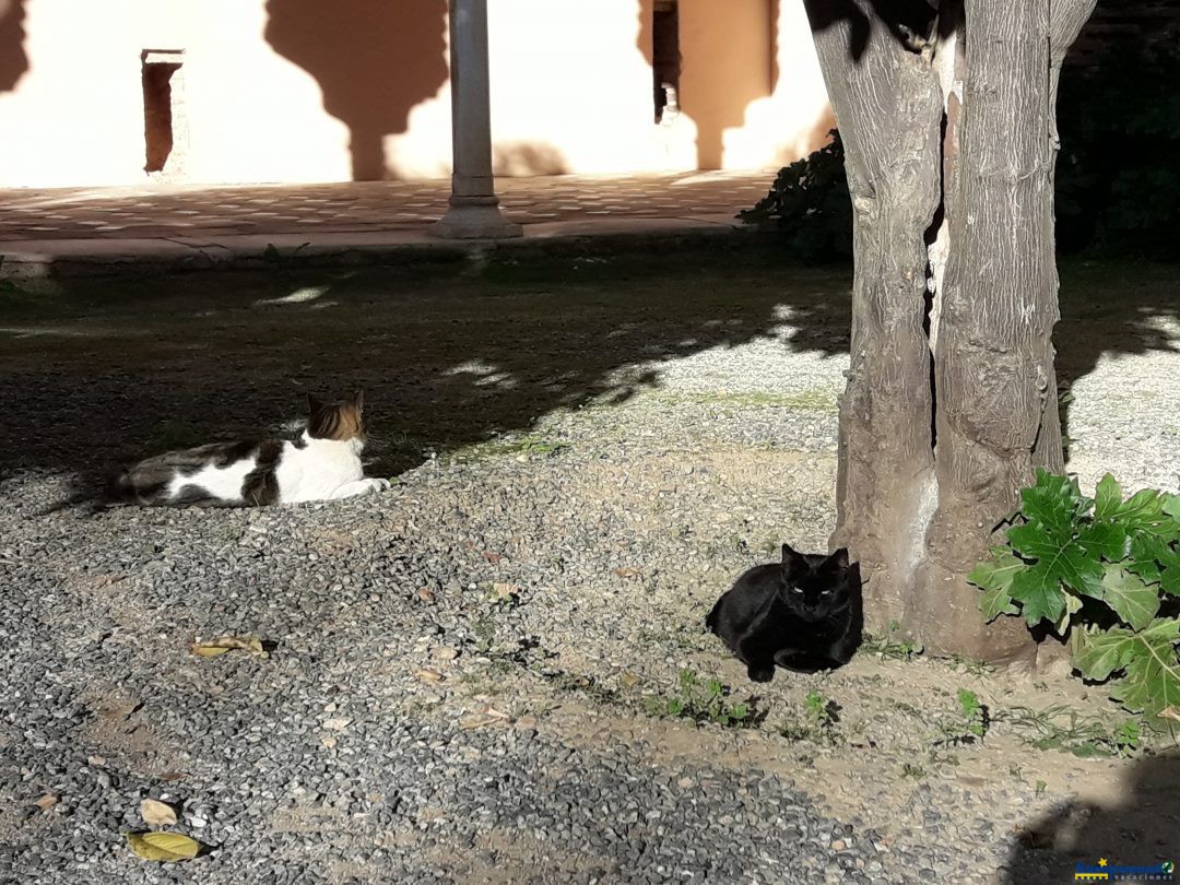 Los gatos de La Alhambra