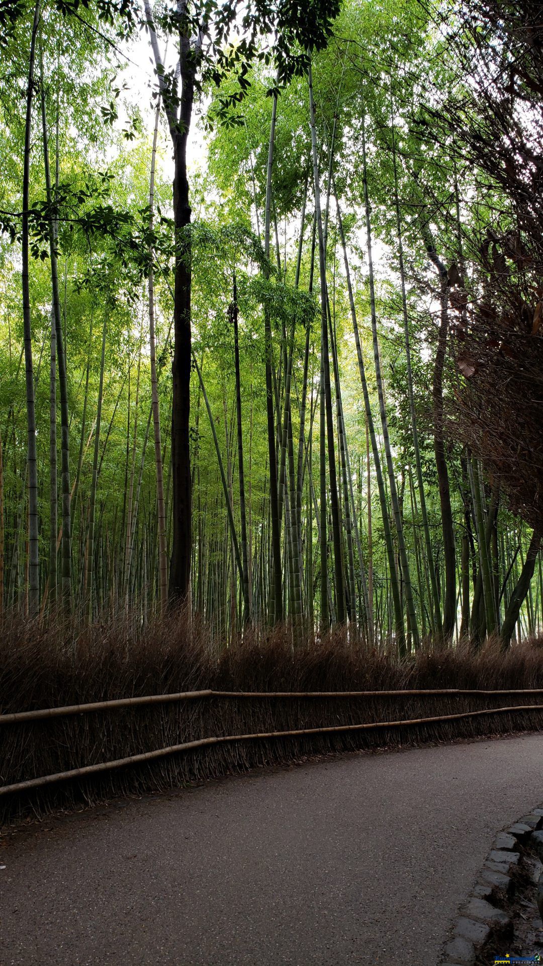 Bamboo en Arashiyama