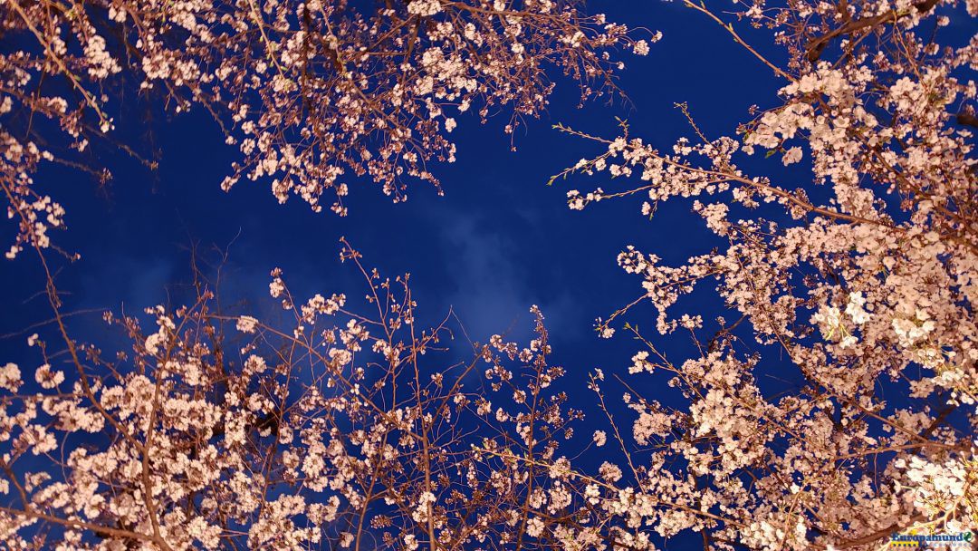 Sakura nocturna