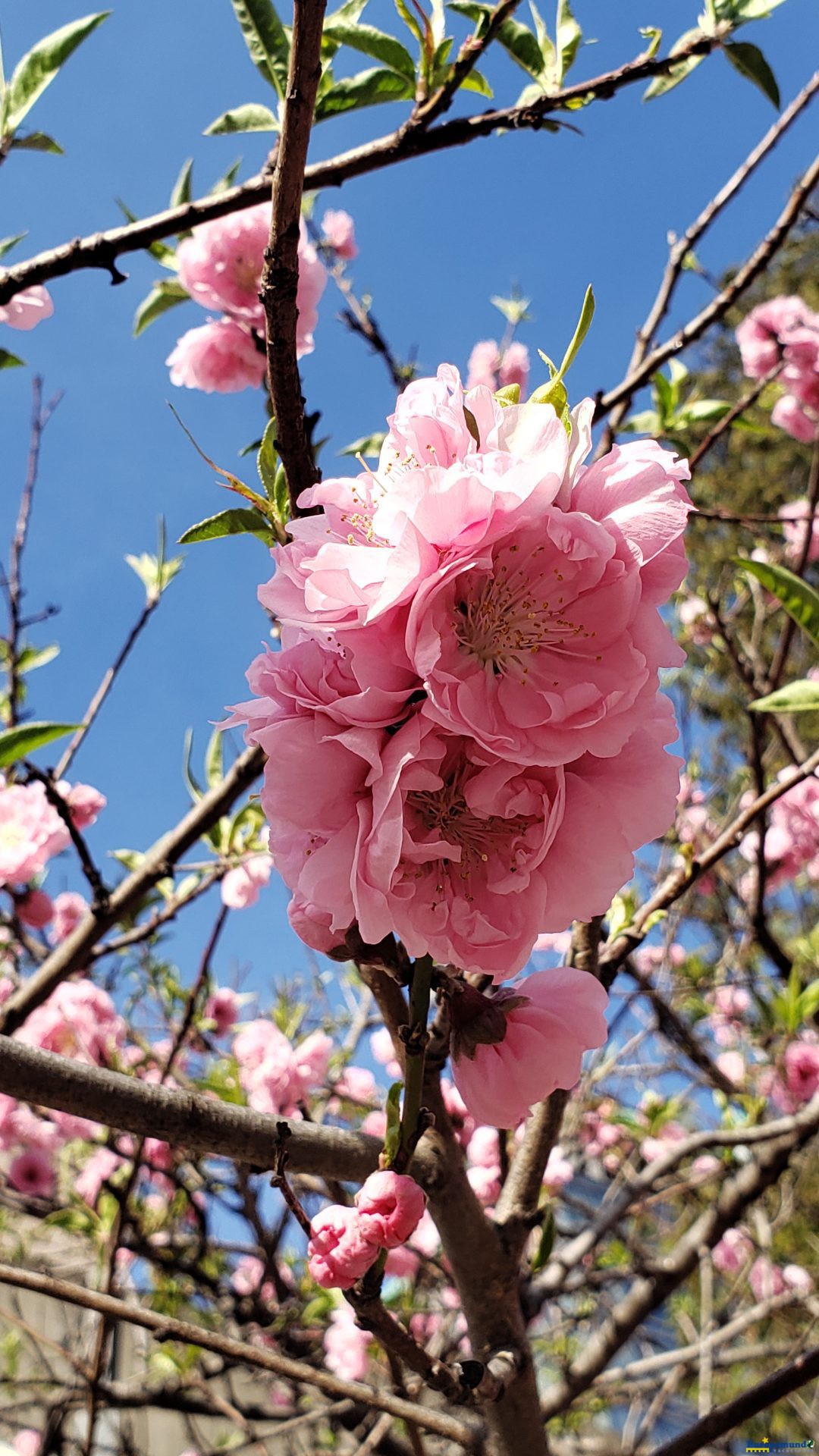 Sakura