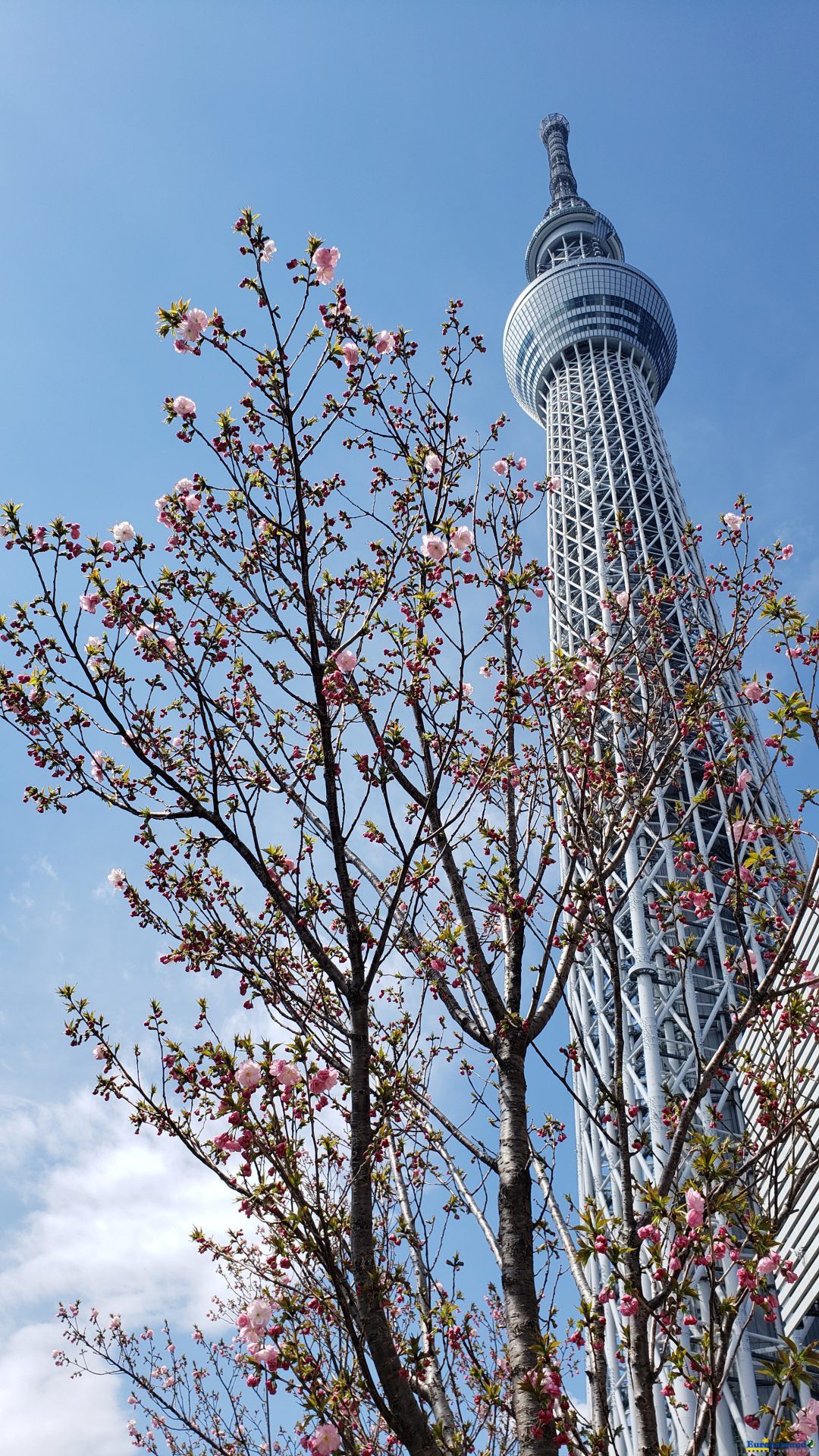 Skytree