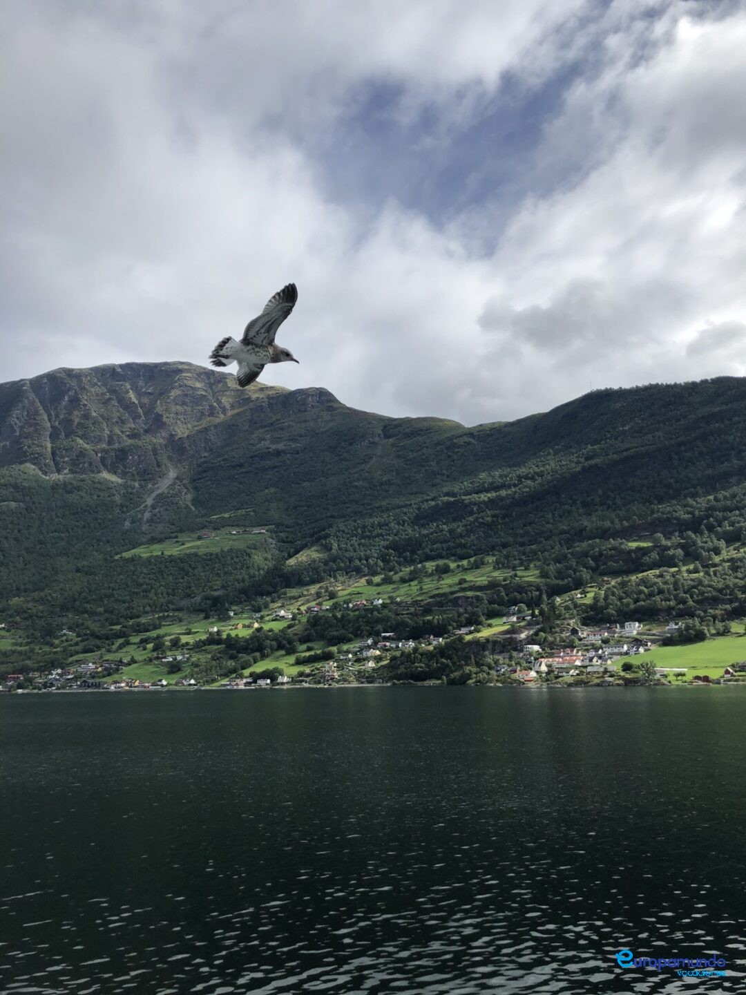 Aves sobre los fiordos
