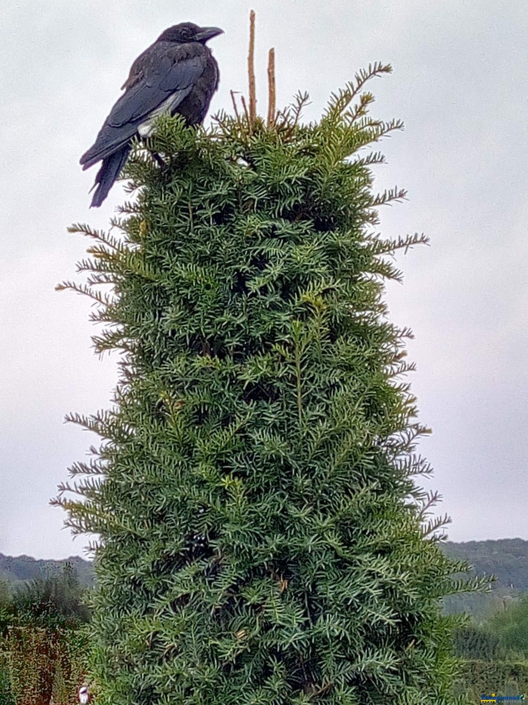 Un cuervo en Versalles