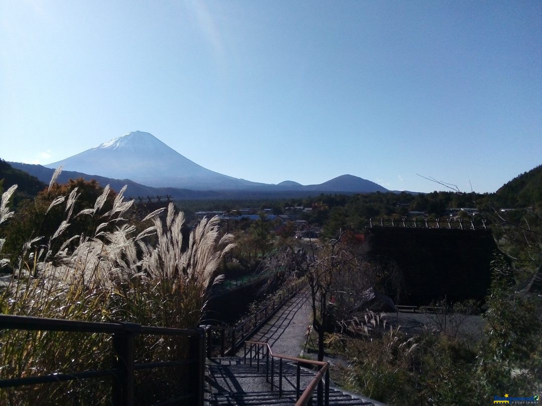 Fuji y espigas