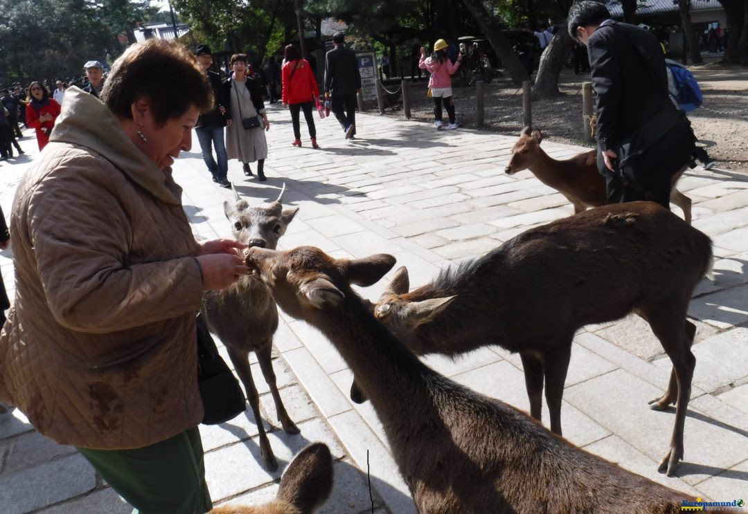 Los cervatillos en Todaiji