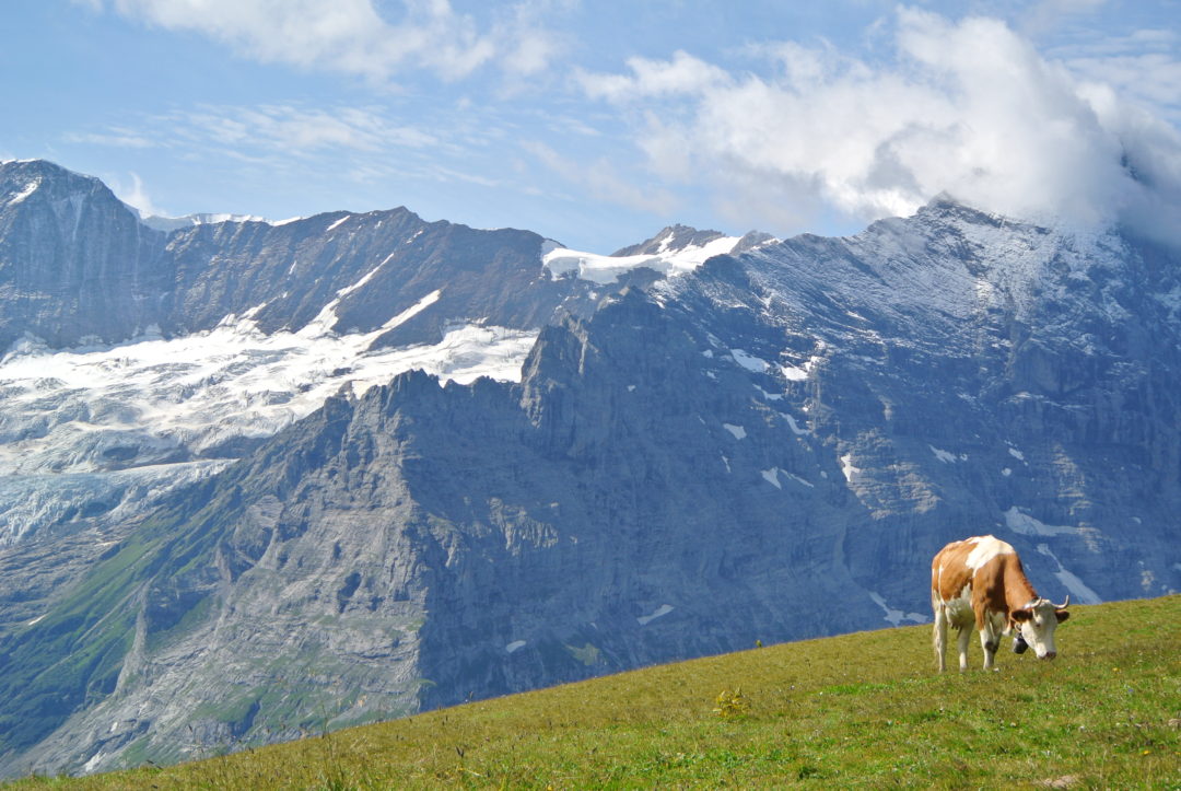 Vaca de alta montaña