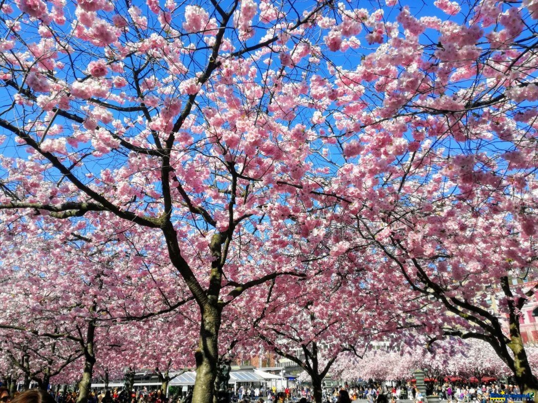 Primavera en Estocolmo y sus  flores de cerezos