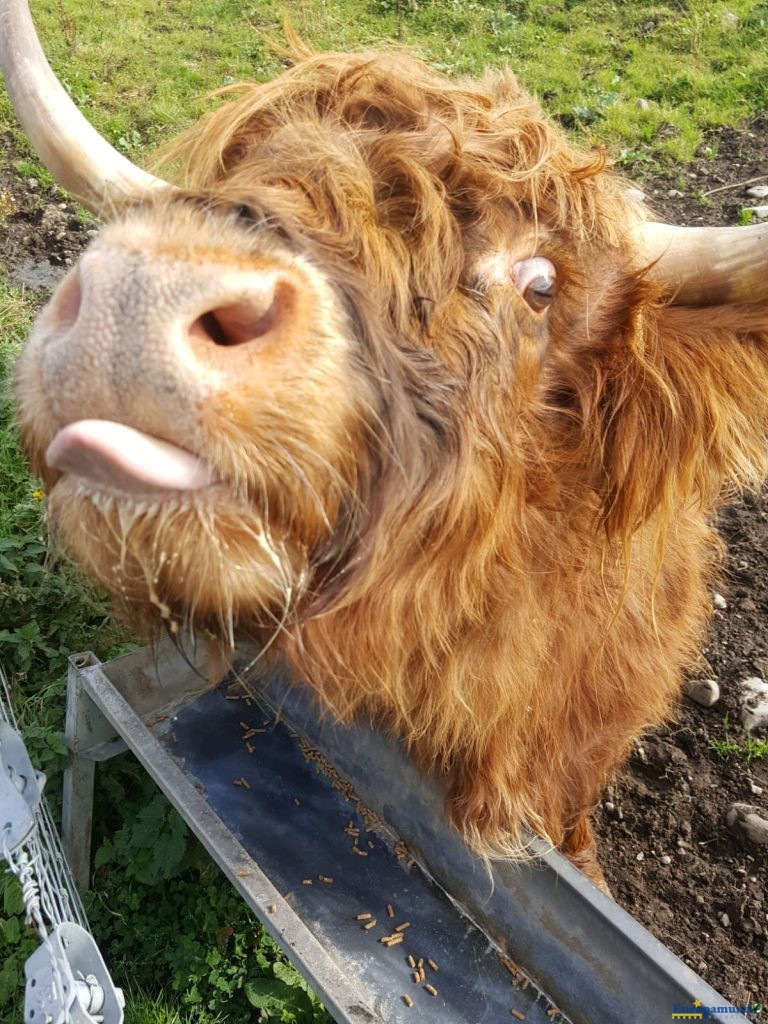 Highland cow