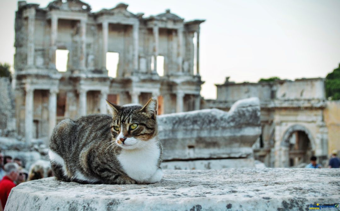 VIgilancia felina