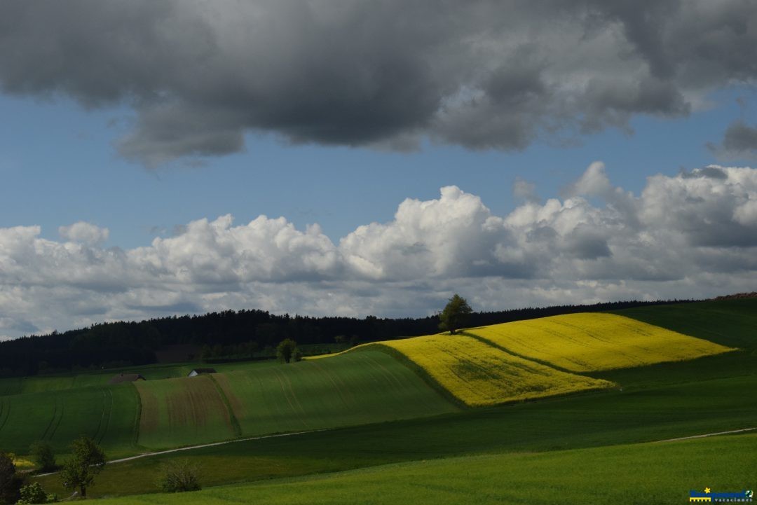 Canola