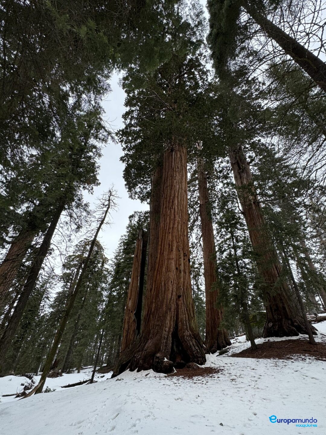 Parque Nacional Gran Secuoya