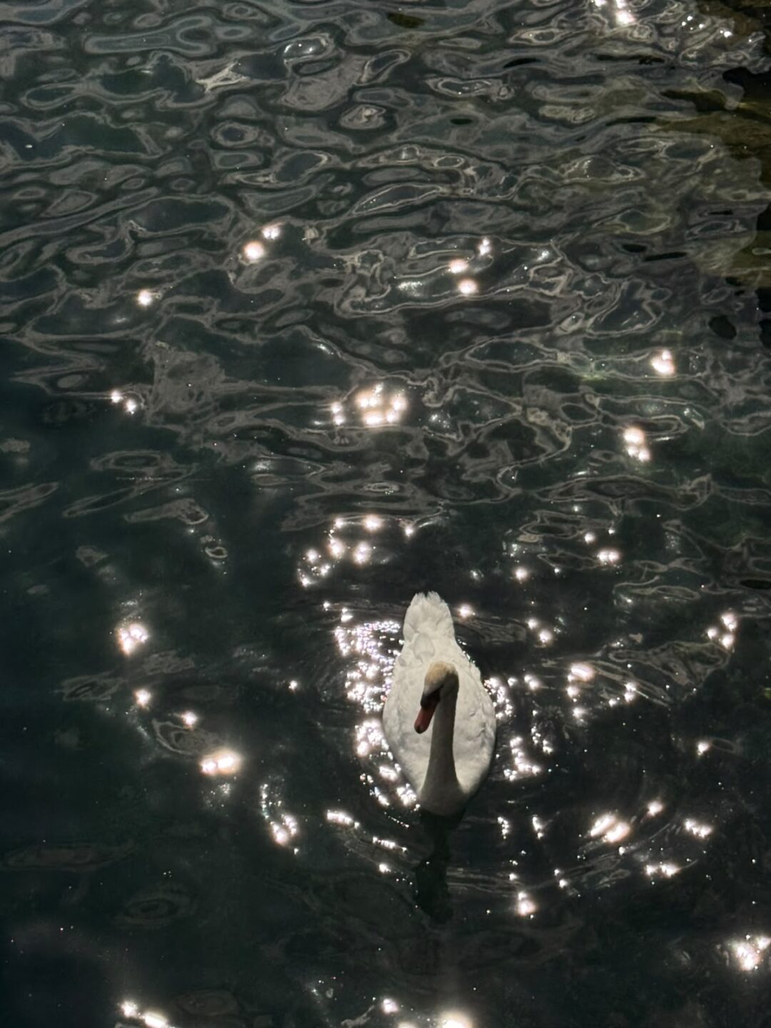 Swan on Lake Geneva